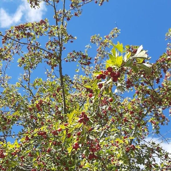 Crataegus azarolus Blad