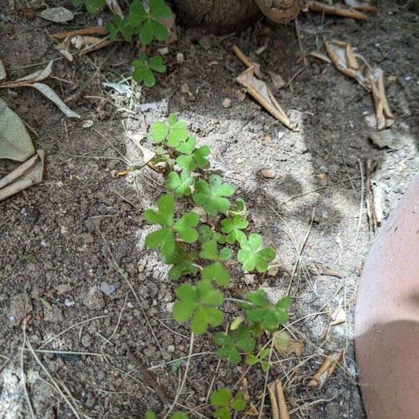 Oxalis corniculata Blad