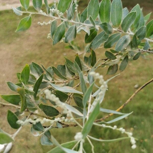 Acacia podalyriifolia Hoja