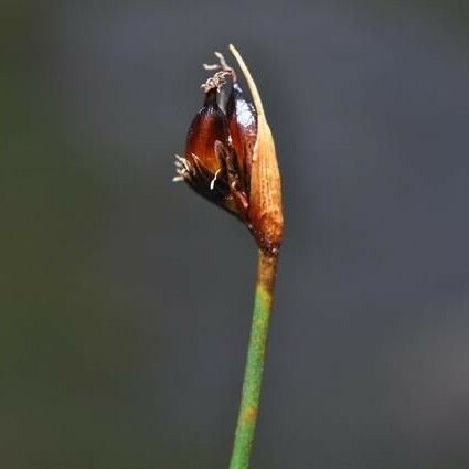 Juncus castaneus 果実