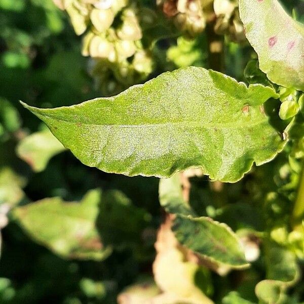 Rumex crispus ᱥᱟᱠᱟᱢ