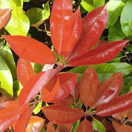 Photinia serratifolia Blatt