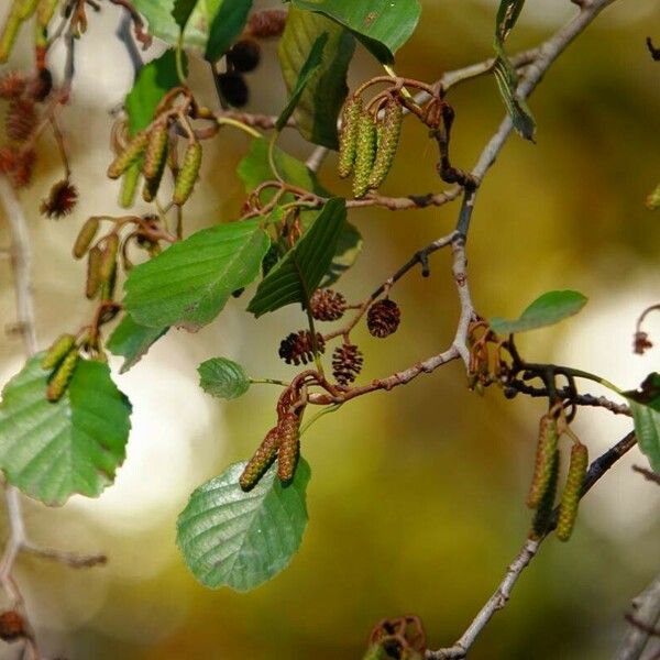 Alnus glutinosa Habit