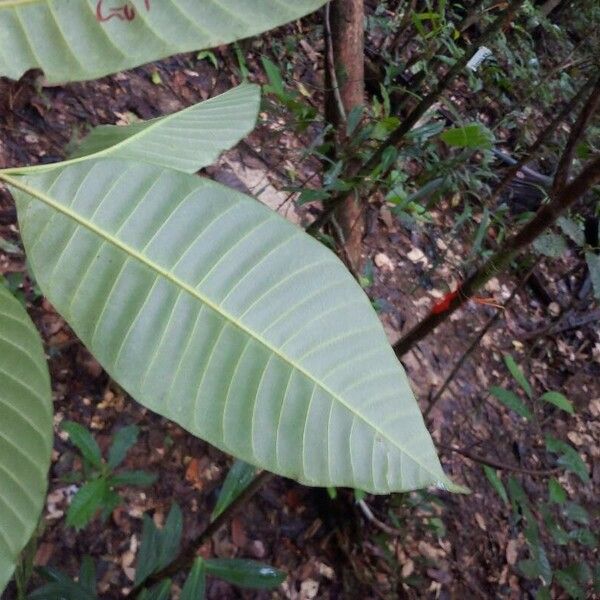 Macoubea guianensis Лист