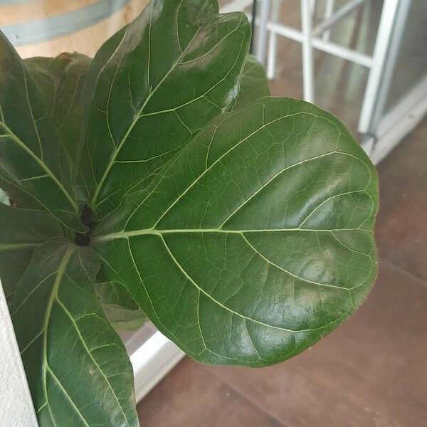 Ficus lyrata 葉