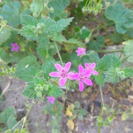 Erodium malacoides Flor