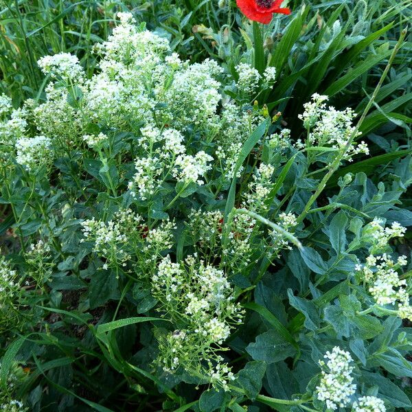 Lepidium latifolium Кора