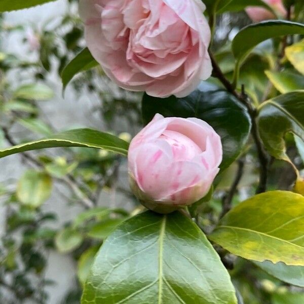 Camellia japonica Flower