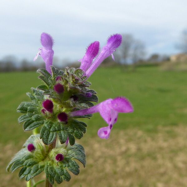 Lamium amplexicaule Květ