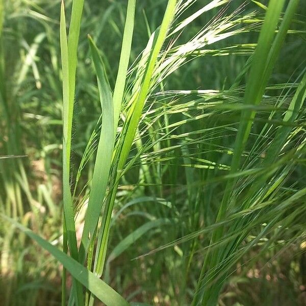 Bromus sterilis Flower