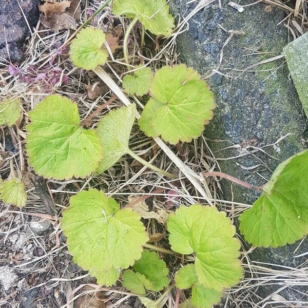 Tellima grandiflora Frunză