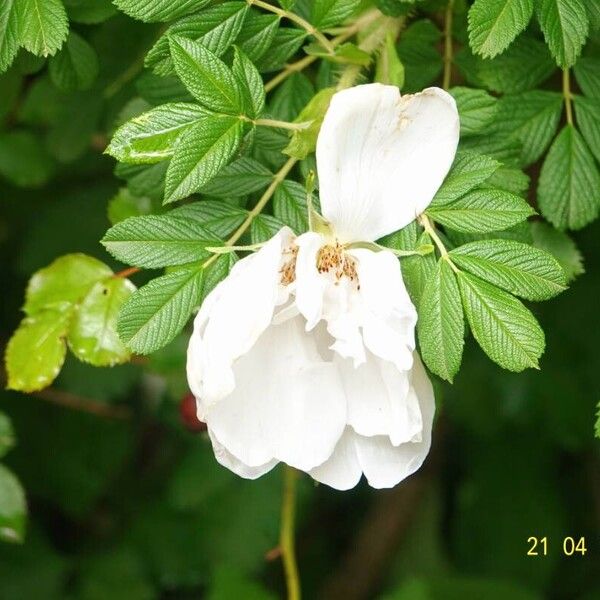 Rosa rugosa 花