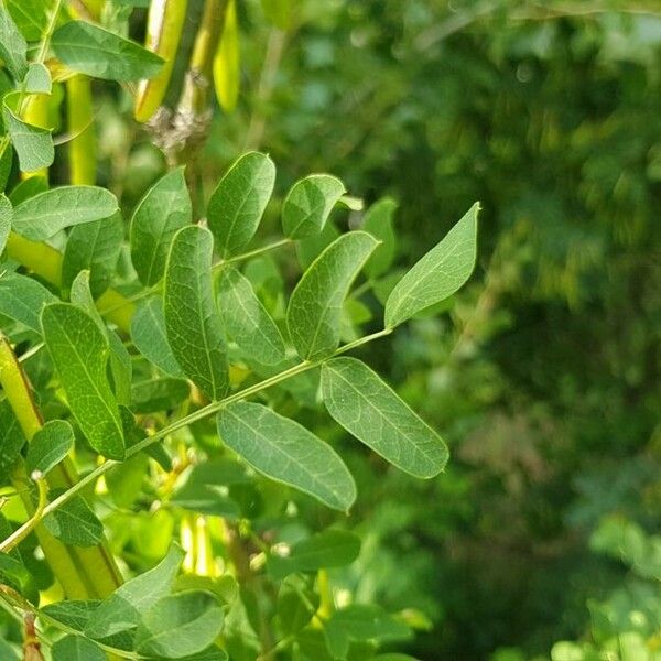 Caragana arborescens برگ