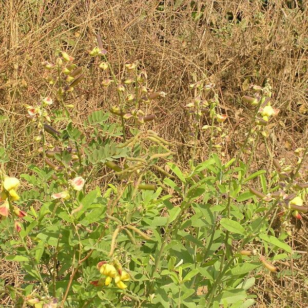 Crotalaria retusa Blodyn