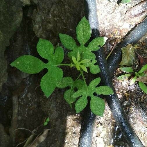 Ipomoea pes-tigridis Лист