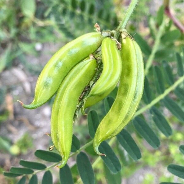 Astragalus boeticus Fruit