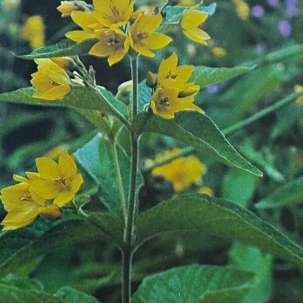 Lysimachia vulgaris Fiore