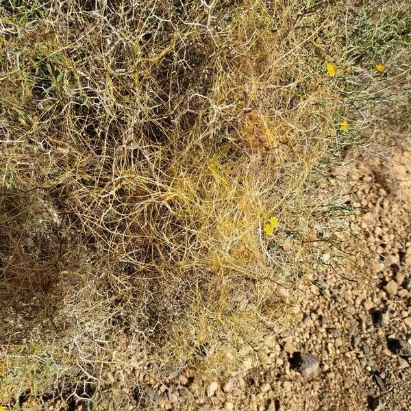 Cuscuta approximata Folha