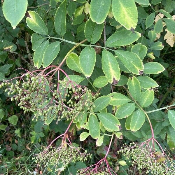 Sambucus nigra 葉