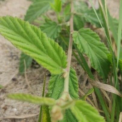 Melochia pyramidata Leaf