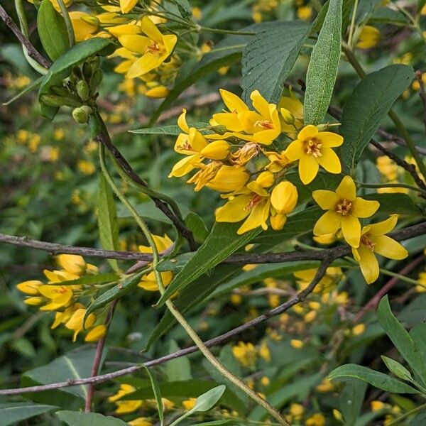 Lysimachia vulgaris Flower