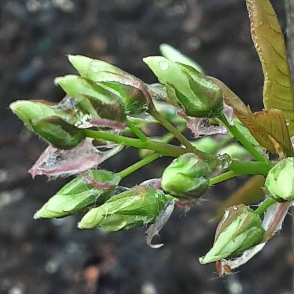 Amelanchier laevis Flower