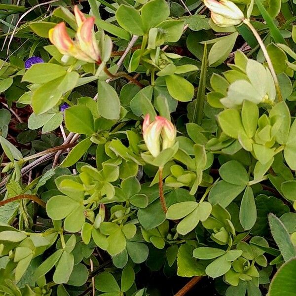 Lotus corniculatus 葉