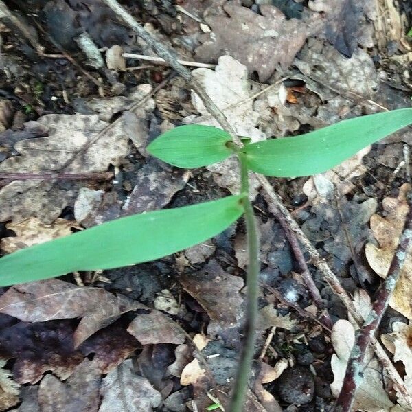 Cephalanthera rubra Leaf