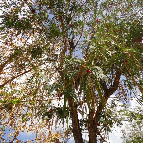 Sesbania grandiflora Habit