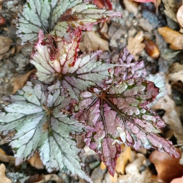 Begonia rex Liść