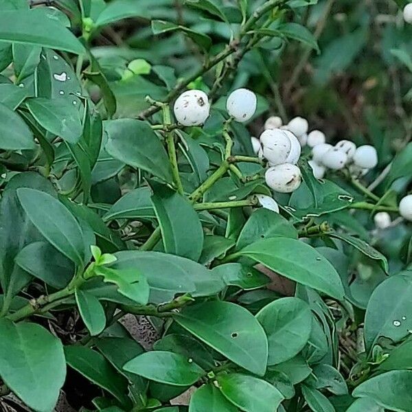 Psychotria serpens Leaf