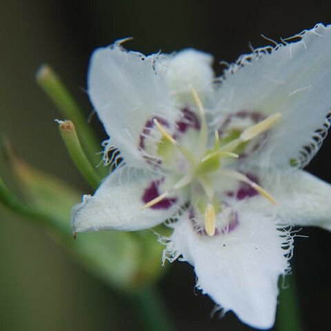 Calochortus lyallii Blomst