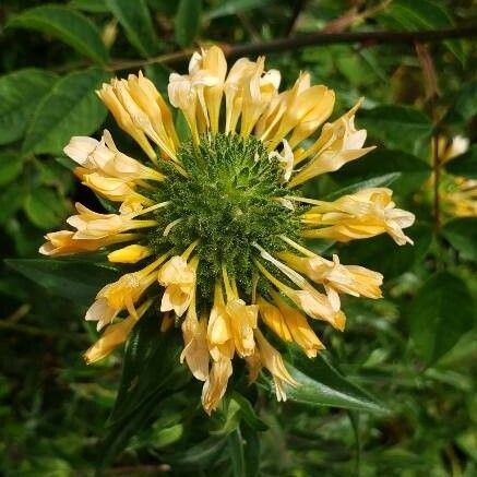 Collomia grandiflora Flor