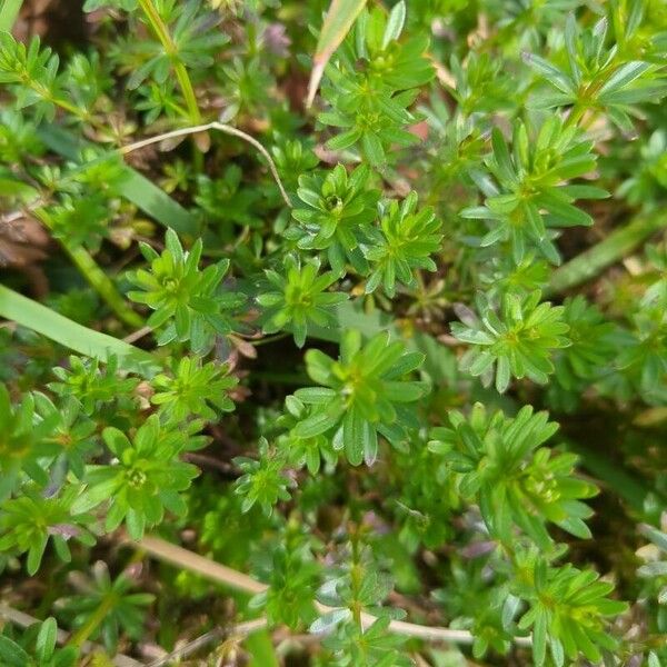 Galium album Blatt