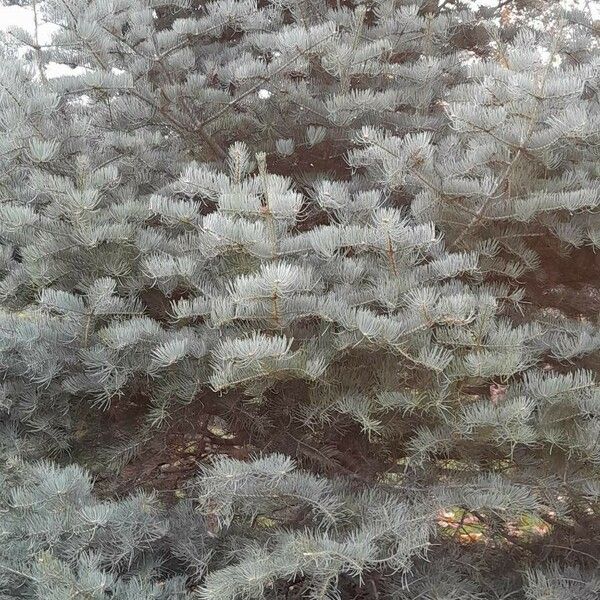 Abies concolor Habit