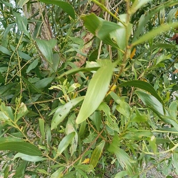 Acacia auriculiformis Hostoa