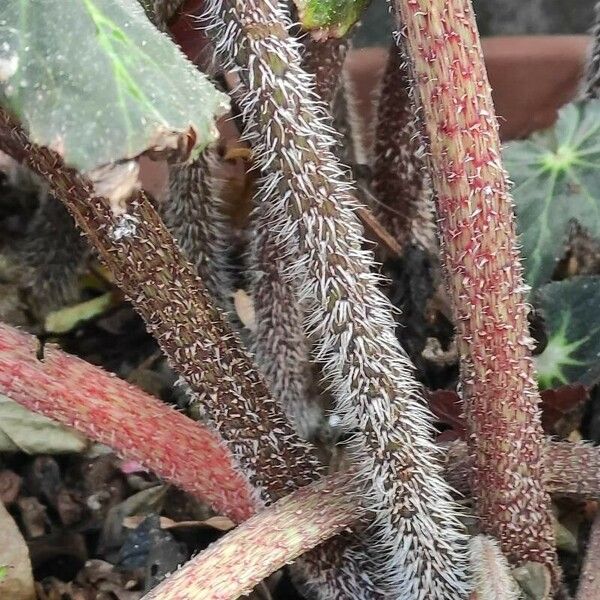 Begonia heracleifolia Corteccia