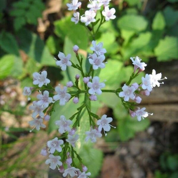 Valeriana tripteris Fleur