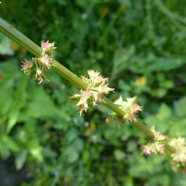 Rumex brownii Blodyn