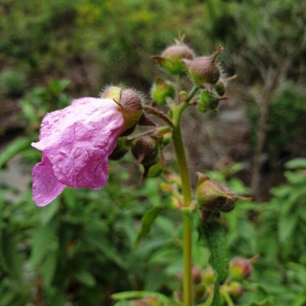 Cistus symphytifolius Blomst