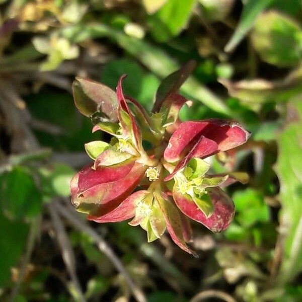 Euphorbia peplus Flower