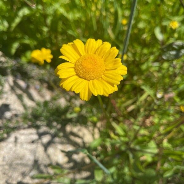 Coleostephus myconis Flower