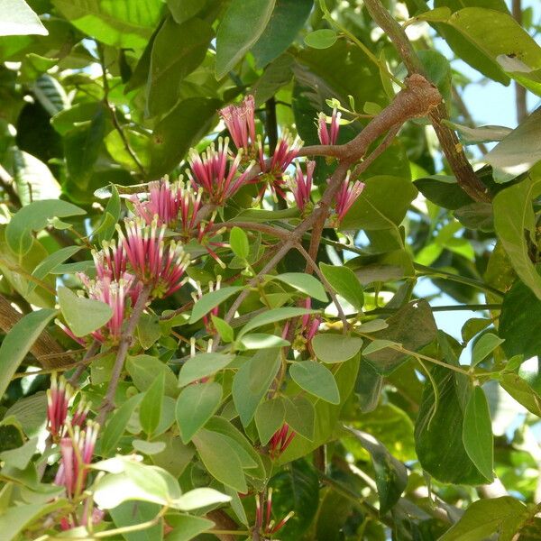 Tapinanthus bangwensis Flower