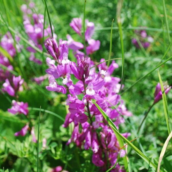 Polygala major പുഷ്പം