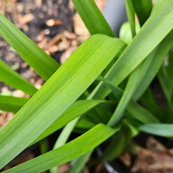 Narcissus tazetta Leaf
