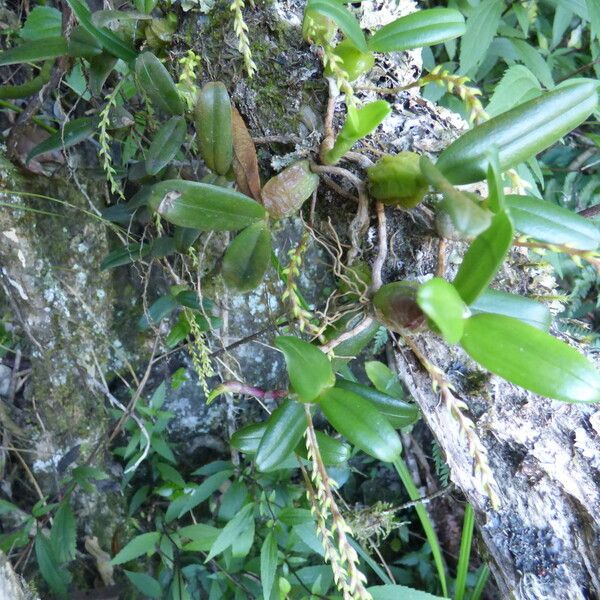 Bulbophyllum nutans Tervik taim