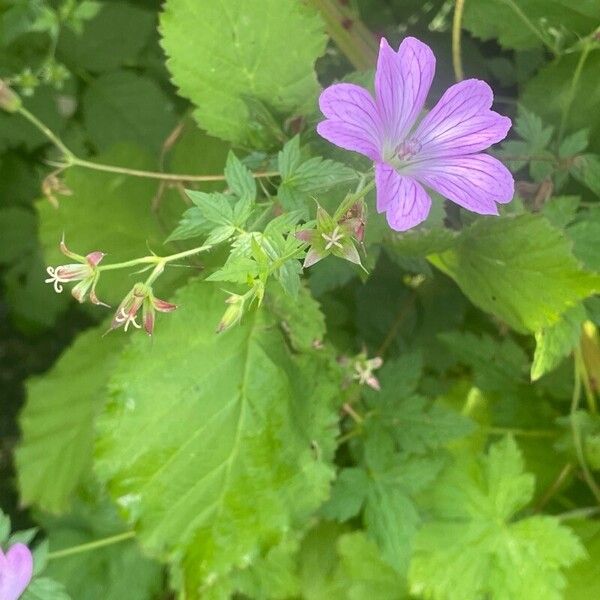 Geranium × oxonianum Hedelmä