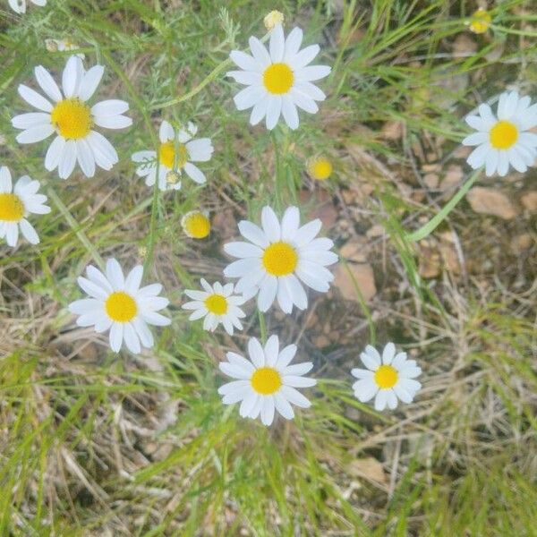 Anthemis arvensis Blomst