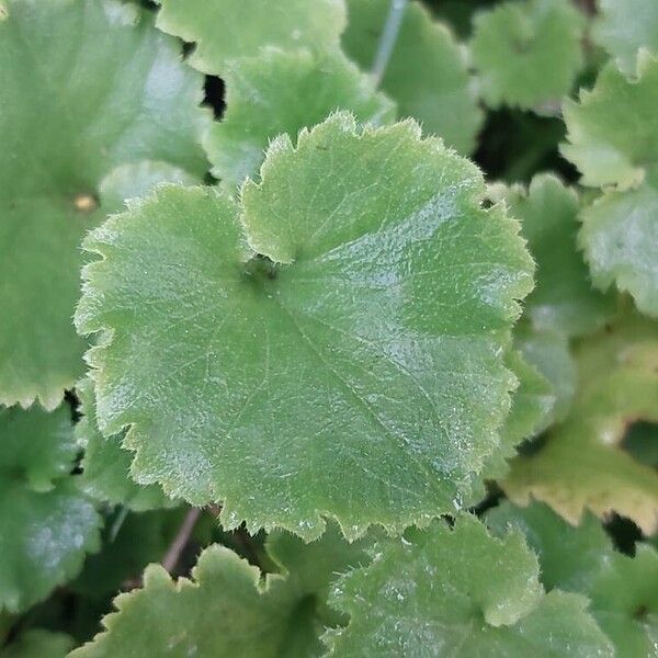 Campanula garganica Blatt