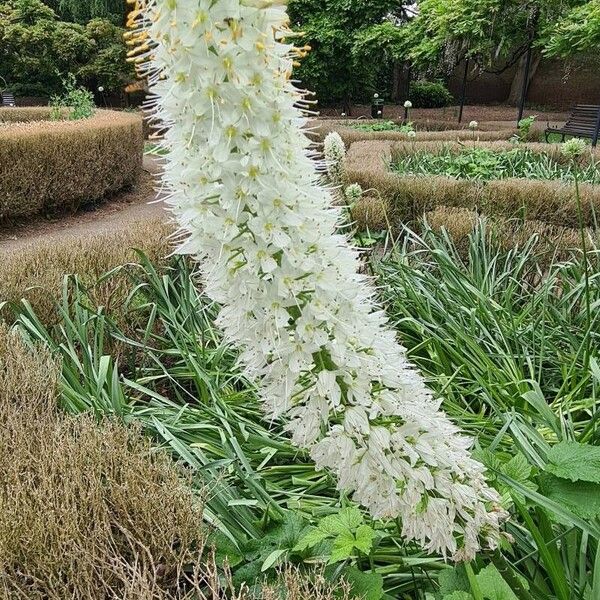 Eremurus robustus പുഷ്പം